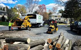 Best Lawn Disease Treatment  in Rowlett, TX