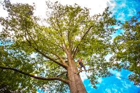 How Our Tree Care Process Works  in  Rowlett, TX