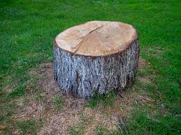 Best Tree Risk Assessment  in Rowlett, TX
