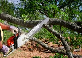 Best Seasonal Cleanup (Spring/Fall)  in Rowlett, TX