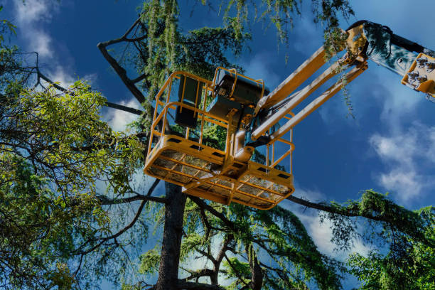 Best Tree Mulching  in Rowlett, TX
