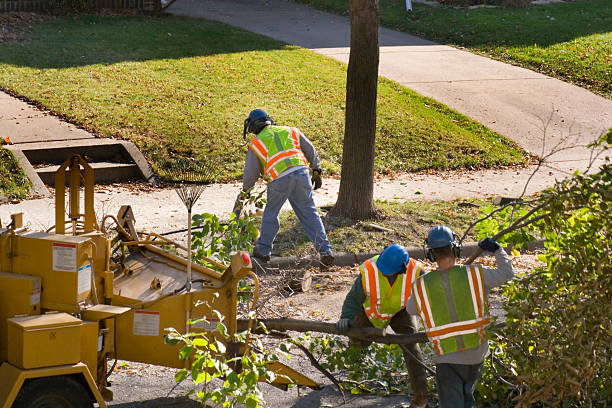 Lawn Renovation and Restoration in Rowlett, TX