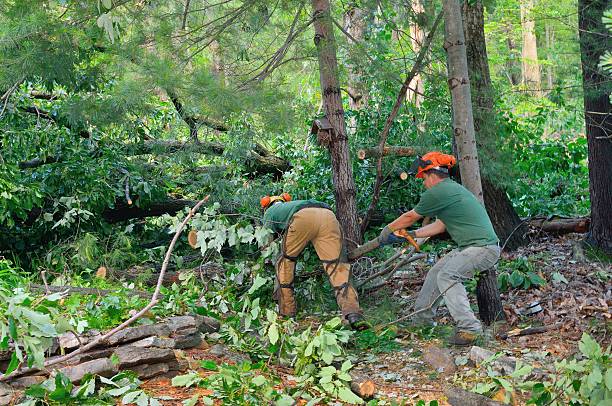Best Tree Preservation Services  in Rowlett, TX