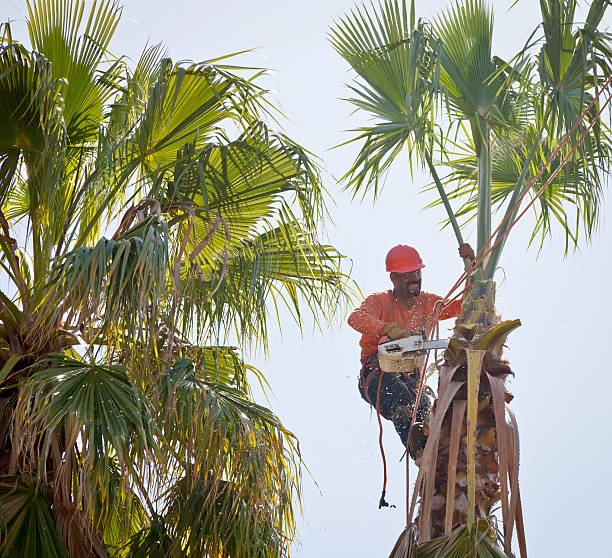 Best Tree and Shrub Care  in Rowlett, TX