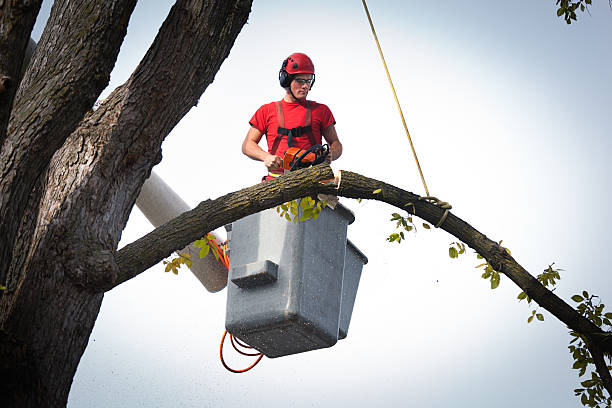 Best Commercial Tree Services  in Rowlett, TX