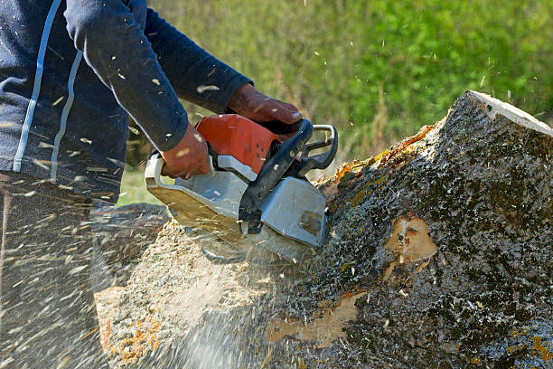 Organic Lawn Care Solutions in Rowlett, TX