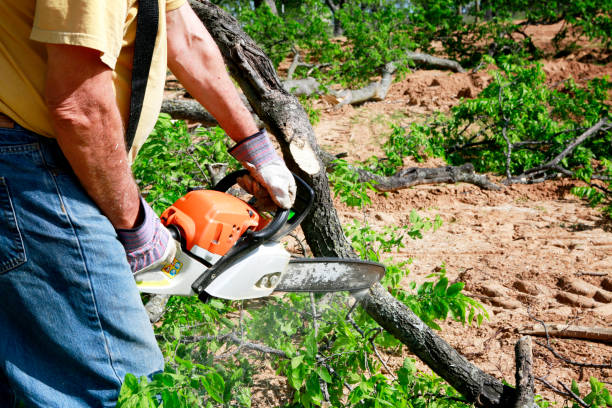 Best Tree Maintenance Programs  in Rowlett, TX