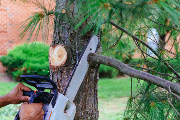 Best Tree Removal  in Rowlett, TX